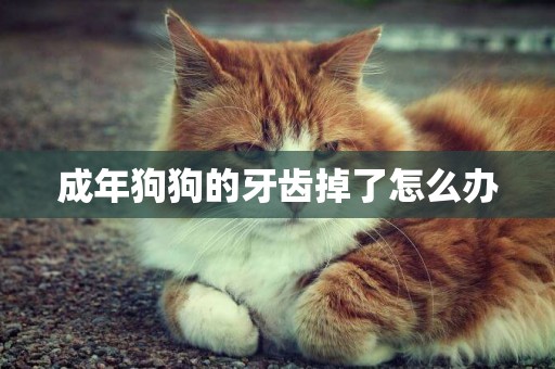 成年狗狗的牙齒掉了怎么辦