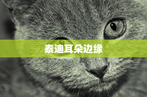 泰迪耳朵邊緣