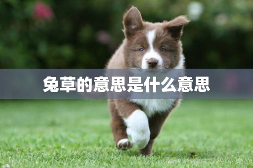 兔草的意思是什么意思
