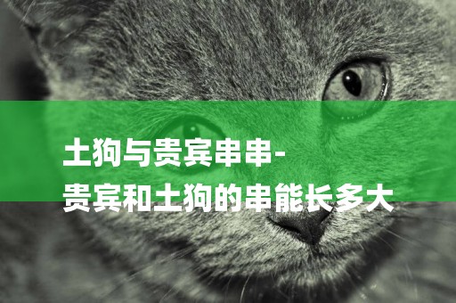 土狗與貴賓串串-
貴賓和土狗的串能長多大