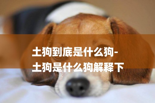 土狗到底是什么狗-
土狗是什么狗解釋下