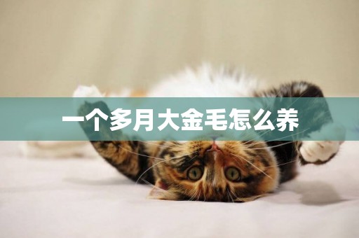 一個多月大金毛怎么養