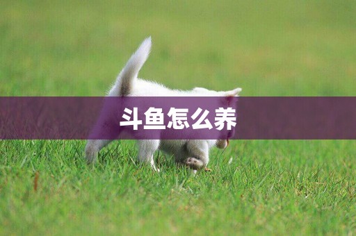 斗魚怎么養