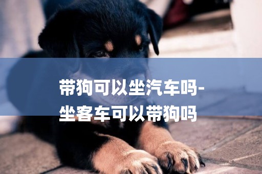 帶狗可以坐汽車嗎-
坐客車可以帶狗嗎