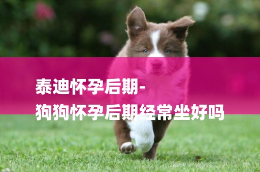 泰迪懷孕后期-
狗狗懷孕后期經常坐好嗎