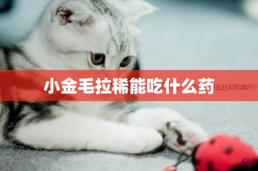 小金毛拉稀能吃什么藥