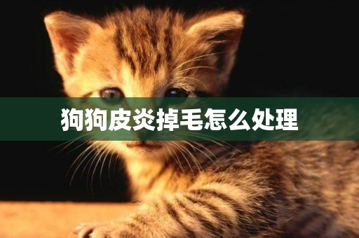 狗狗皮炎掉毛怎么處理