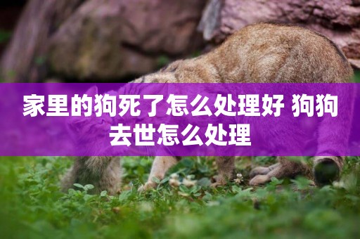 家里的狗死了怎么處理好 狗狗去世怎么處理
