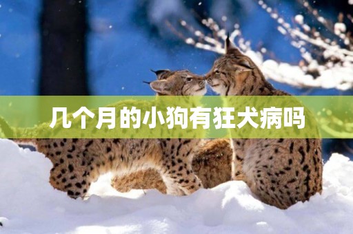 幾個月的小狗有狂犬病嗎