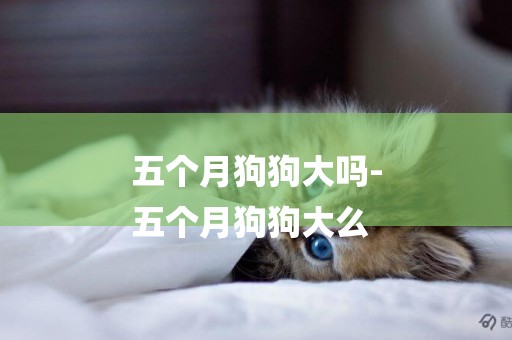 五個月狗狗大嗎-
五個月狗狗大么