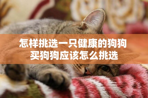 怎樣挑選一只健康的狗狗 買狗狗應該怎么挑選
