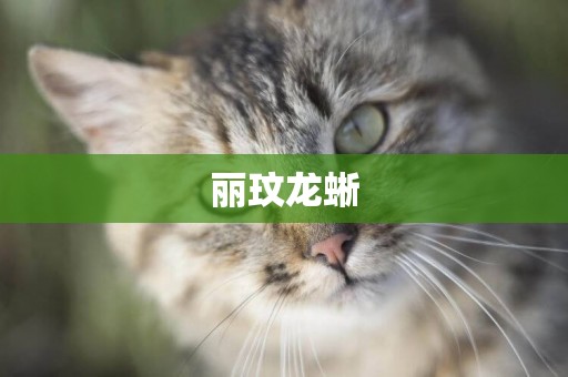 麗玟龍蜥
