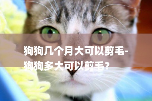 狗狗幾個月大可以剪毛-
狗狗多大可以剪毛？