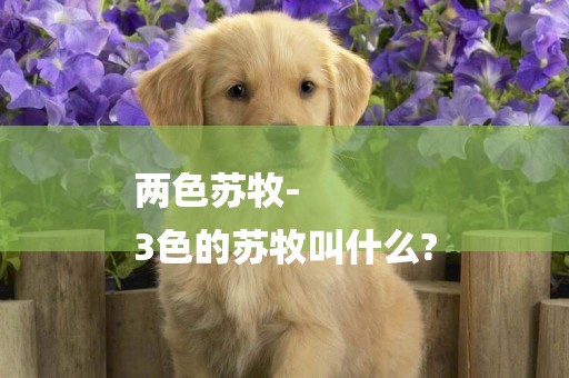兩色蘇牧-
3色的蘇牧叫什么?
