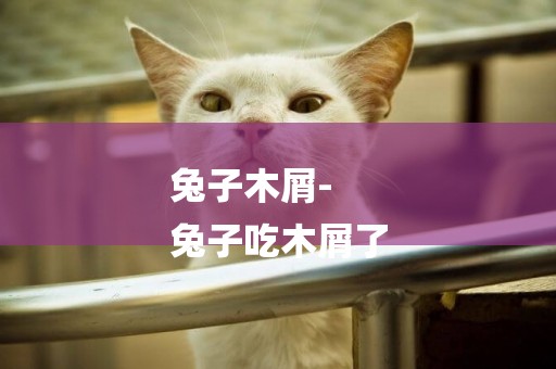 兔子木屑-
兔子吃木屑了