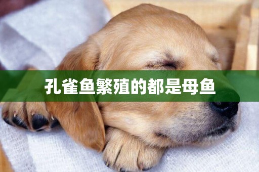 孔雀魚繁殖的都是母魚