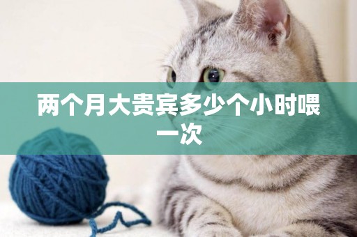兩個月大貴賓多少個小時喂一次