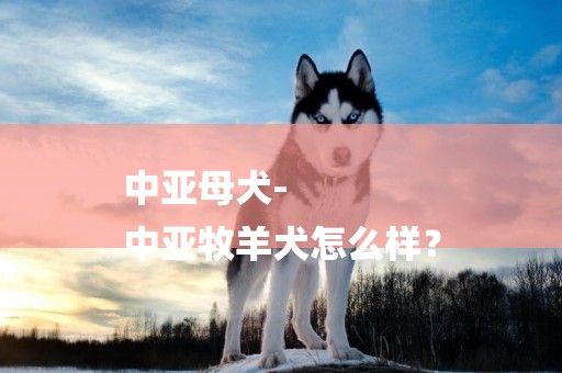 中亞母犬-
中亞牧羊犬怎么樣？