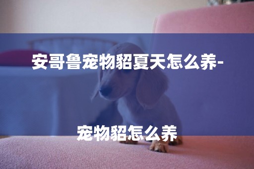 安哥魯寵物貂夏天怎么養-
寵物貂怎么養