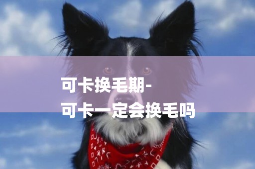可卡換毛期-
可卡一定會換毛嗎