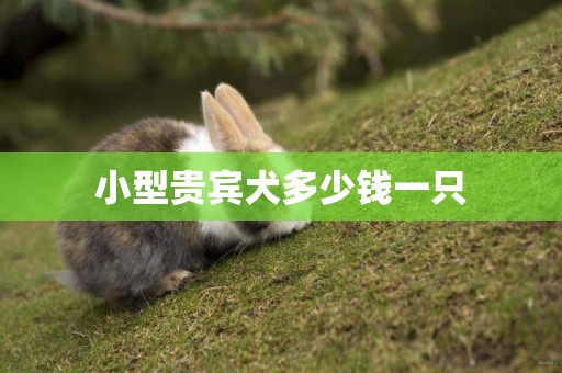 小型貴賓犬多少錢一只