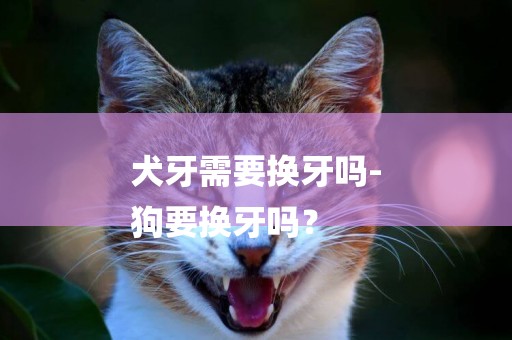 犬牙需要換牙嗎-
狗要換牙嗎？
