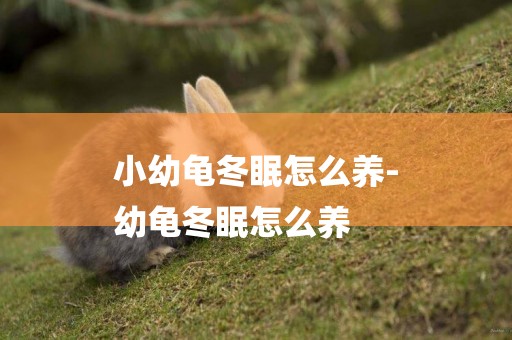 小幼龜冬眠怎么養-
幼龜冬眠怎么養