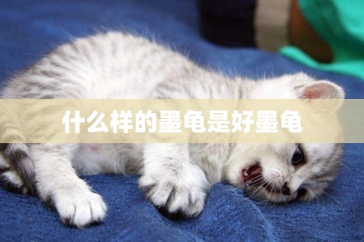 什么樣的墨龜是好墨龜
