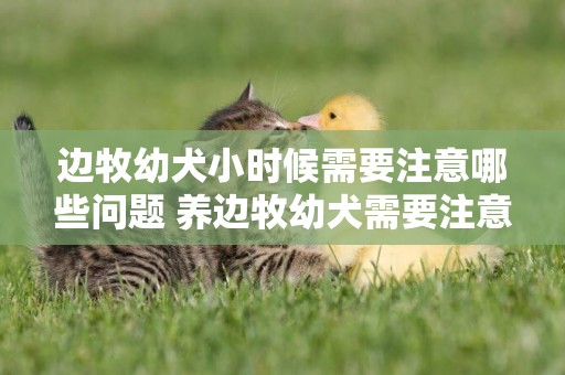 邊牧幼犬小時候需要注意哪些問題 養邊牧幼犬需要注意什么