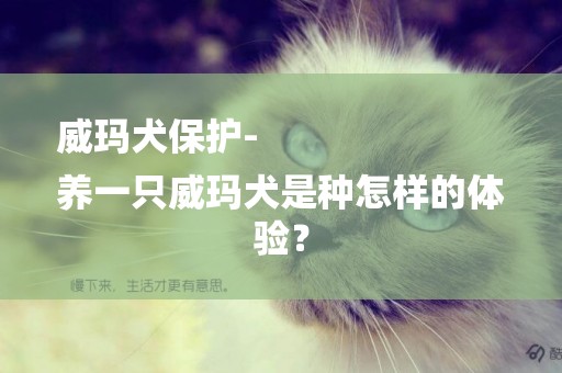 威瑪犬保護-
養一只威瑪犬是種怎樣的體驗？
