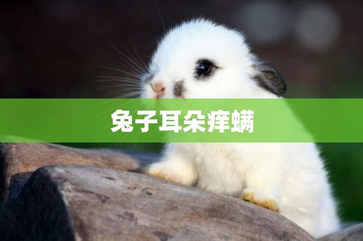 兔子耳朵癢螨