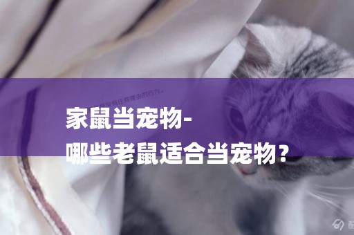 家鼠當寵物-
哪些老鼠適合當寵物？