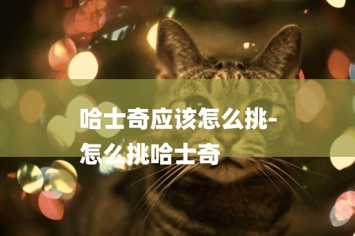 哈士奇應該怎么挑-
怎么挑哈士奇