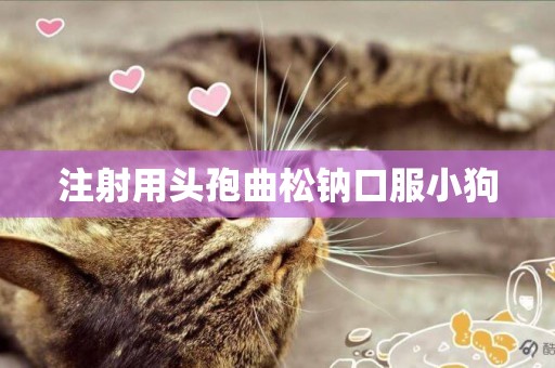 注射用頭孢曲松鈉口服小狗