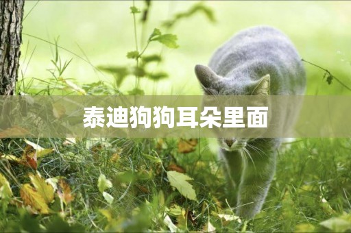 泰迪狗狗耳朵里面