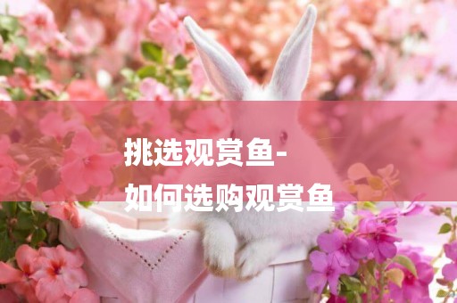 挑選觀賞魚-
如何選購觀賞魚