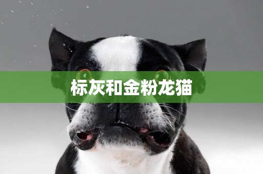 標灰和金粉龍貓