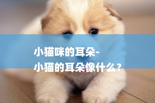 小貓咪的耳朵-
小貓的耳朵像什么？