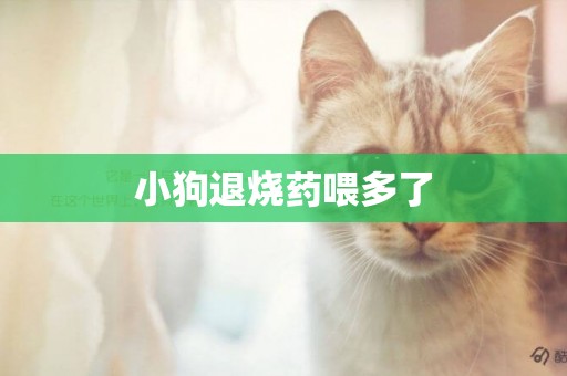 小狗退燒藥喂多了