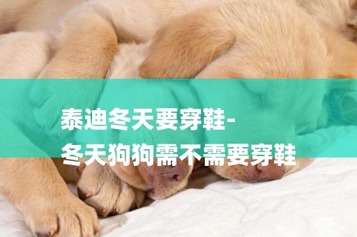 泰迪冬天要穿鞋-
冬天狗狗需不需要穿鞋