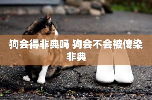 狗會得非典嗎 狗會不會被傳染非典