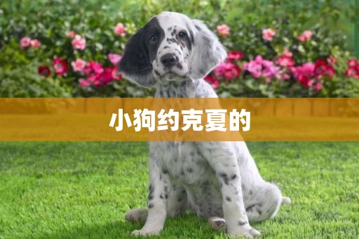 小狗約克夏的