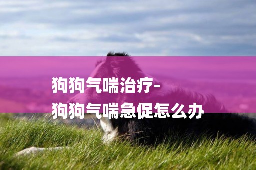 狗狗氣喘治療-
狗狗氣喘急促怎么辦