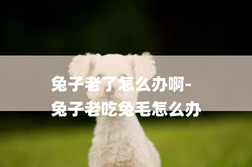 兔子老了怎么辦啊-
兔子老吃兔毛怎么辦