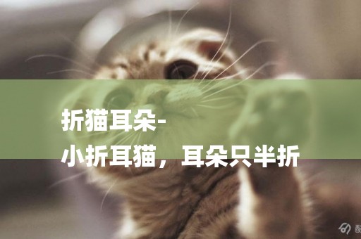 折貓耳朵-
小折耳貓，耳朵只半折