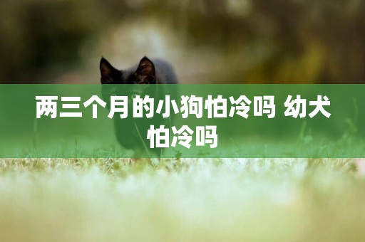 兩三個月的小狗怕冷嗎 幼犬怕冷嗎