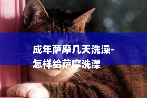 成年薩摩幾天洗澡-
怎樣給薩摩洗澡