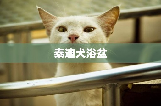 泰迪犬浴盆