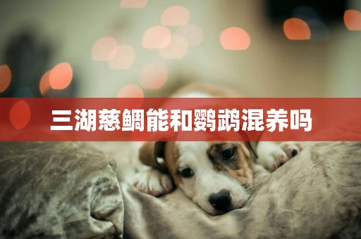 三湖慈鯛能和鸚鵡混養嗎
