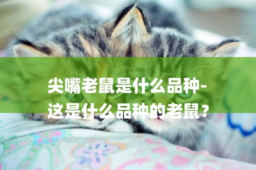 尖嘴老鼠是什么品種-
這是什么品種的老鼠？